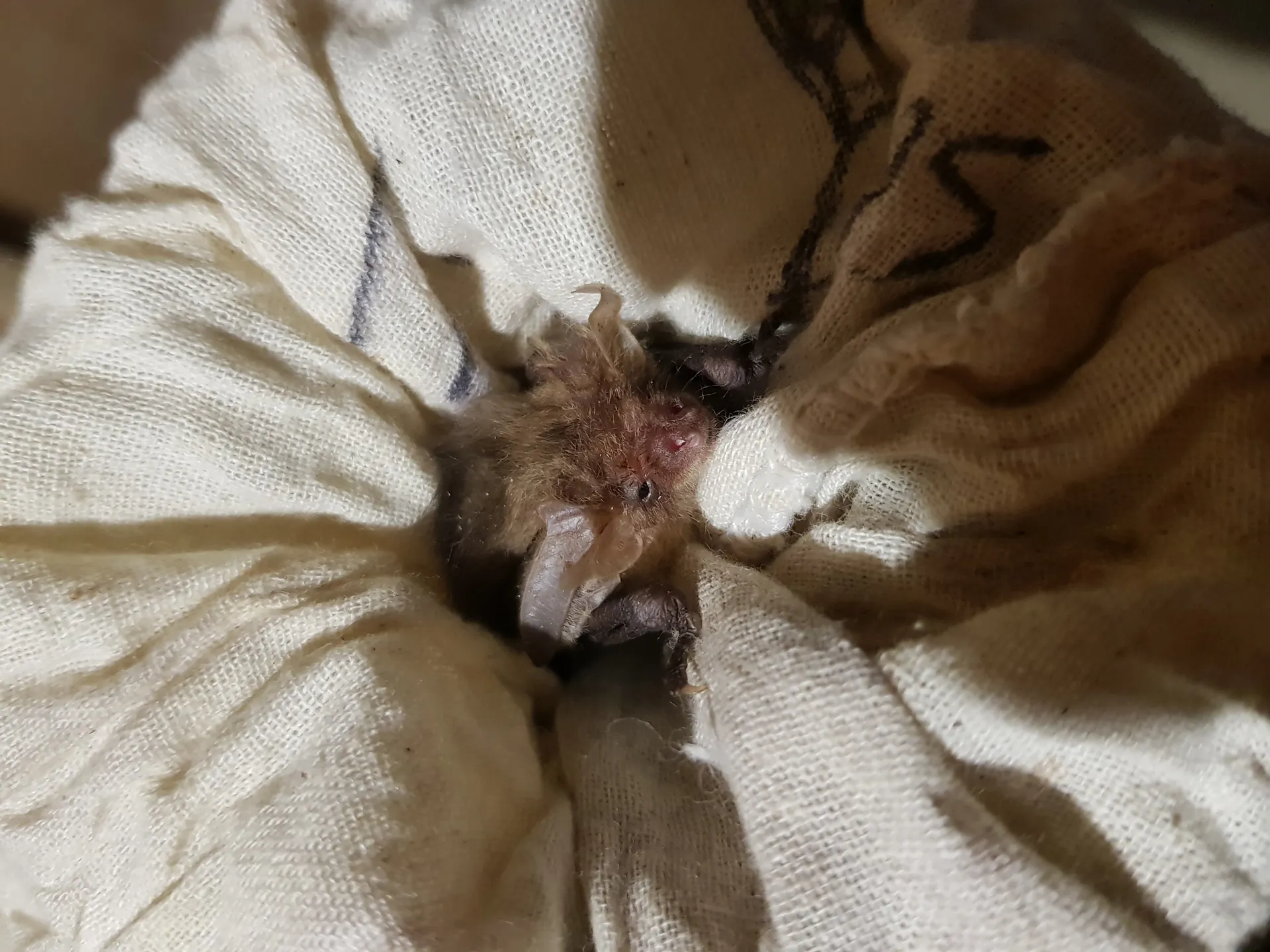 Protected Species Licence Applications